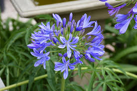 Image result for Agapanthus codii