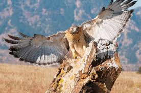 Photographer Clyde Elmore to present 'Our Great Outdoors'