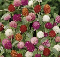 Image result for Gomphrena