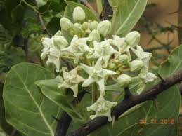 Image result for Calotropis gigantea