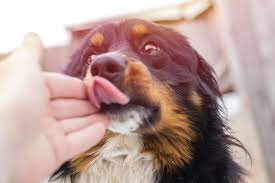Warum Leckt Mein Hund Mich Ab Zooplus Magazin