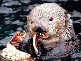 Sea Otter Cold Water Little Keystone Species Mammal Sea Otter Otters Mammals