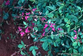 Image result for Desmodium subsecundum