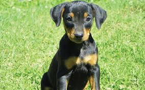 Both parents are super good around kids and other animals. Tri Pincher Com 780 986 6877 Breeder Of The Doberman German Pincher