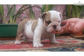 Potty trained franchise for sale 1 year healthy guarantee shots & papers. English Bulldog Puppy For Sale Near Orlando Florida B7244ad3 Ac81 English Bulldog Puppies For Sale Bulldog Puppies For Sale Bulldog Puppies