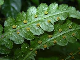 Image result for Blotiella