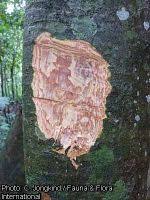 Image result for Celtis zenkeri