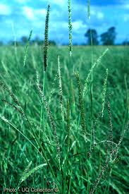 Image result for Setaria incrassata