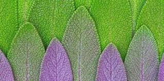 Its long blooming period is valued by those who seek a flower bed that remains in bloom throughout the growing season. Cms