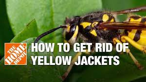 How To Get Rid Of Yellow Jackets The Home Depot