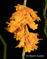 Image result for Habenaria macrostele