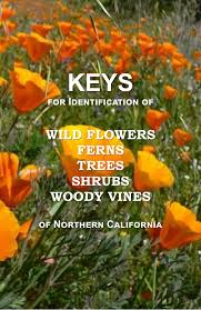 Image result for Swertia brownii