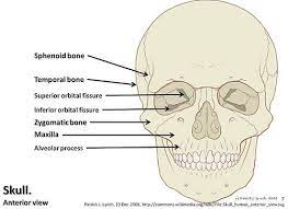 Skull Diagram Anterior View With Labels Part 2 Axial Skeleton Visual Atlas Page 7 Human Anatomy And Physiology Axial Skeleton Skeleton Anatomy