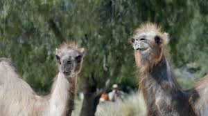 People who save after switching to geico are happier than a camel on wednesday. Ad Of The Day It S Hump Day All Over Again In Geico S New Commercial