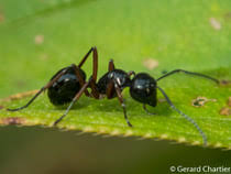 Our services are roanoke pest control, flea control, ant control, mosquito control, rodent control, tick control and more. Epling S Pest Control Home