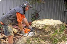 With a little effort and a few weeks time, it can be a lot easier. Stump Grinding Perth Tree Stump Removal By Williams Tree Pro