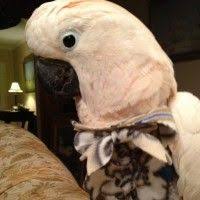 Pin On I Love Cockatoos