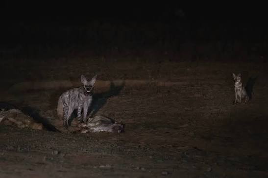 Indian Striped Hyena Over the last one year, I've developed a strong interest in nocturnal photography. While it's relatively easier to do this in many African countries, in India it's mostly not