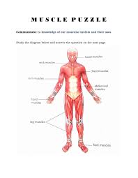 Check out pictures and diagram related to bones, organs, senses, muscles and much more. Muscles Puzzle Worksheet