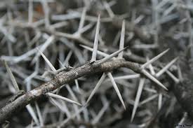 Thorns By Brit26 On Deviantart The Dark Artifices Aesthetic Maleficent