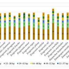 Image result for Harpachne