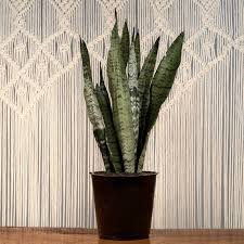 Image result for Sansevieria
