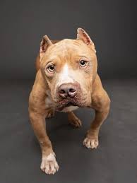 Soft stuffing ideas for pup enrichment