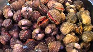 Image result for cockle images