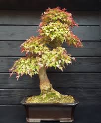 Acer Buergerianum Erable De Burger Bonsai Le Jardin De Moji Bonsai Interieur Bonsai Exterieur
