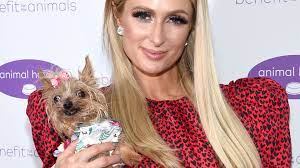 We did not find results for: Wie Bitte So Teuer Ist Die Hutte Von Paris Hiltons Hunden Promiflash De