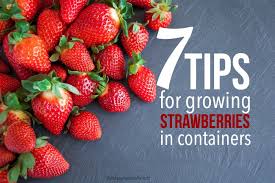Reminiscent of medieval herb planters fashioned from cracked wine jars, a strawberry pot is the perfect planter for growing a collection of plants in a small area. 7 Tips For Growing Strawberries In Containers The Happy Housewife Frugal Living