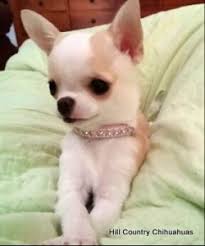 Eye color varies and are often dark, but the merle gene can produce a dog with blue eyes. 99 Chihuahua Puppies For Sale Near Me L2sanpiero