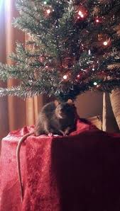 что должно быть на новогоднем столе в год крысы Dr Coal Pet Rats Rats Pets