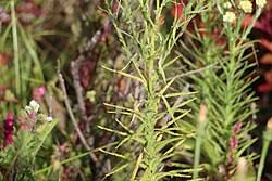 Image result for Pseudognaphalium oligandrum