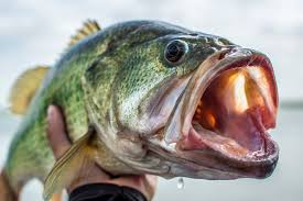 Arizona bass can be tough to catch especially in the brutal, triple digit summers, but don't let that discourage you, for the pigs are always hungry! Best Bass Fishing In Arizona Top 7 Spots To Hit In 2021 Fishing Skillz