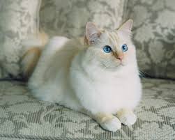 Among the other siamese cat, the seal point is said to be having the darkest body colour. White Himalayan Ragdoll Cat Novocom Top