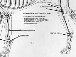 Some types of bone cancer. Bone Biopsy For A Dog S Osteosarcoma What To Expect And How Much Does It Cost Pethelpful