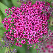 Image result for Spiraea bumalda