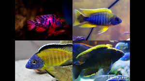 The cichlid family is one of the most diverse fish families to the peacock cihclid is stunning, yes, but it may not be for everyone. My Top 10 Peacock Cichlids Youtube