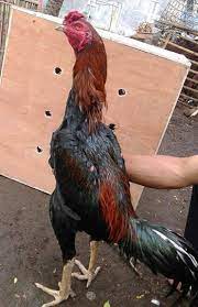 Para peternak memilih membagikan ayam usai panen kepada warga ketimbang menjualnya. Doc Ayam Bangkok Kediri Contoh Makalah
