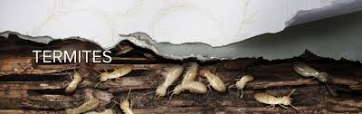 We're dothan's most experienced family owned pest control service. Pest Ex Is The Perfect Choice To Eliminate Pests From Your Home Get The Finest Pestcontrol And Pest Inspection Servic Pest Control Termites Termite Treatment