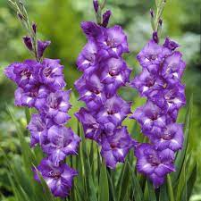Gladiolus Bulbs Macarena Sword Lily Gladioli Purple Flowers 6 Bulbs Bulb Flowers Purple Flowers Garden Gladiolus Bulbs