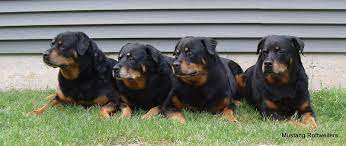 We are code of ethics breeders who breed for quality not quantity, therefore we do not breed very. Welcome To Mustang Rottweilers