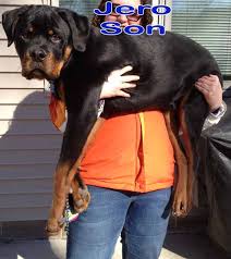 Find your new companion at nextdaypets.com. Ballardhaus Rottweilers Rottweiler Breeders Rottweiler Puppies German Rottweilers For Sale Imported Rottweilers For Sale