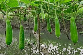 Image result for Lagenaria