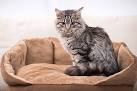 Domestic Medium Hair - PetGuide