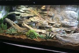 Diy Tutorials Bearded Dragon Habitat Bearded Dragon Terrarium Bearded Dragon Cage