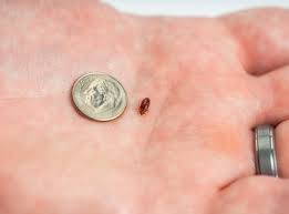 Ultrasonic pest repellers allow you to repel pests without killing them. New Year New Top City On Orkin S 2021 Bed Bug Cities List Chicago