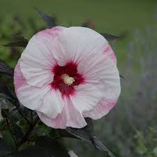 Check spelling or type a new query. Summerific Perfect Storm Rose Mallow Hibiscus Hybrid Proven Winners