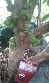 Kami merupakan pusat penjualan bibit online yang senantiasa siap memberikan pelayanan terhadap segala kebutuhan bibit benih tanaman buah, bunga selain dapat berkonsultasi tentang pemilihan produk bibit buah, anda juga dapat bernegosiasi langsung dengan customer service kami untuk. 82 Gambar Buah Anggur Jaboticaba Terbaik Gambar Pixabay
